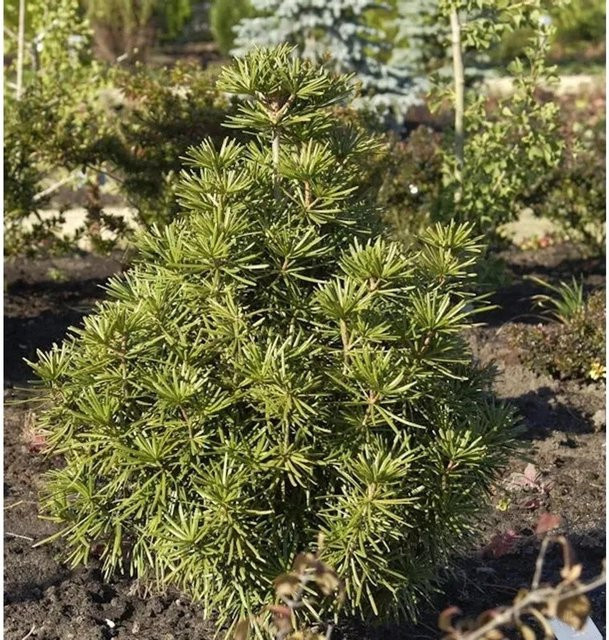 Japanische Schirmtanne Sciadopitys verticillata grün, Höhe: 80-100 cm - Bild 1