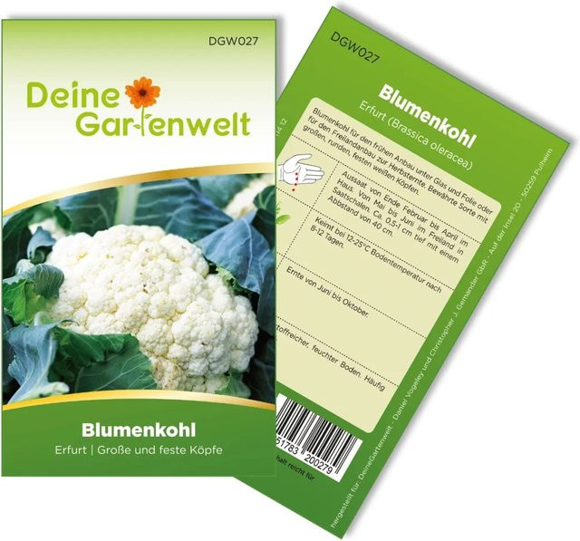 Deine Gartenwelt Blumenkohl Erfurt Gemüse-Saatgut - Bild 1