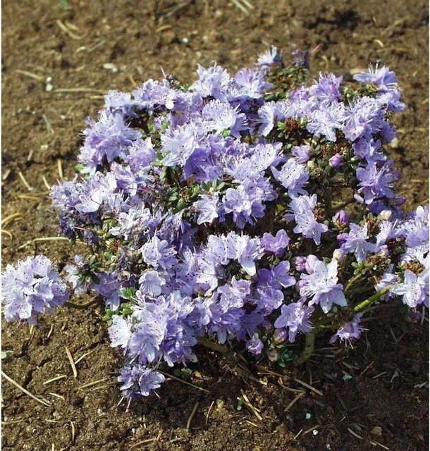 Rhododendron fastigatum Intrifast Strauch in Blau und Violett, Höhe: 40 cm - Bild 1