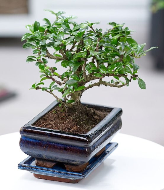 Bonsai Carmona Fukientee von Baldur-Garten in Grün mit Keramikschale in Kugelform - Bild 1