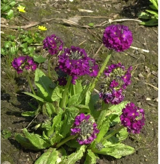 Kugelprimel Rubin Primula denticulata - lila mehrjährige Beetpflanze - Bild 1
