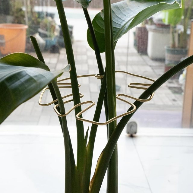 Robustes Bambus-Clip-Set in Weiß und Gold zur Unterstützung von Kletterpflanzen und Monstera als dekoratives Gartenzubehör - Bild 1