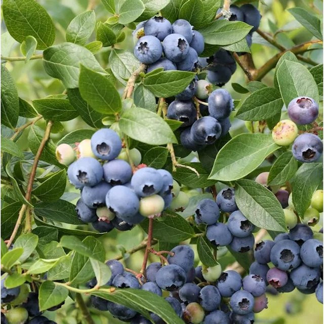Heidelbeere Northland Vaccinium corymbosum Beerenstrauch von Die Nr-01.de, Höhe: 30-40 cm - Bild 1
