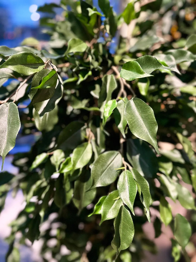 Künstlicher Ficusbaum Valerius von artplants in Grün, Höhe: 180 cm - Bild 4