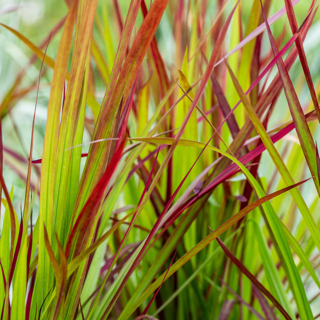 Japanisches Blutgras Red Baron Imperata cylindrica als mehrjährige Zierpflanze in Rot und Mehrfarbig von Mein schöner Garten Shop - Bild 1