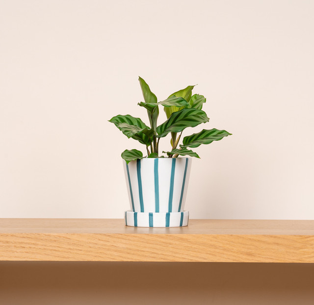 Keramik Pflanztopf BLUME2000 für den Tisch mit Streifendesign in Weiß und Blau, Höhe: 10,5 cm, Breite: 10,5 cm, Tiefe: 10,5 cm - Bild 1