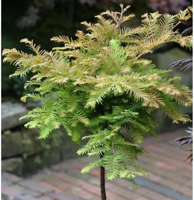 Hochstamm Urweltmammutbaum Metasequoia glyptostroboides Miss Grace von Nr-01.de, grün - Bild 1