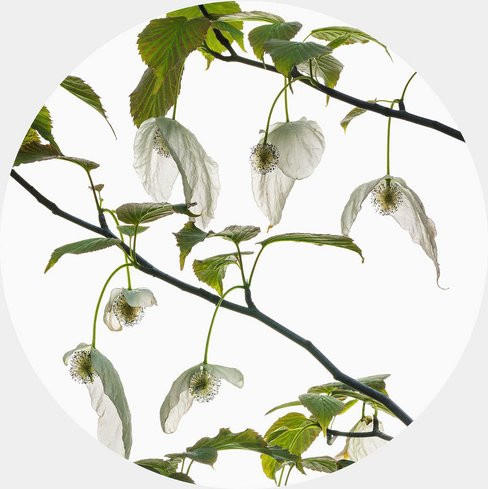 K&L Wall Art Runde Vliestapete Kadam Apfelbaum Garten, mehrfarbig, matt, B: 236 cm, H: 236 cm - Bild 1