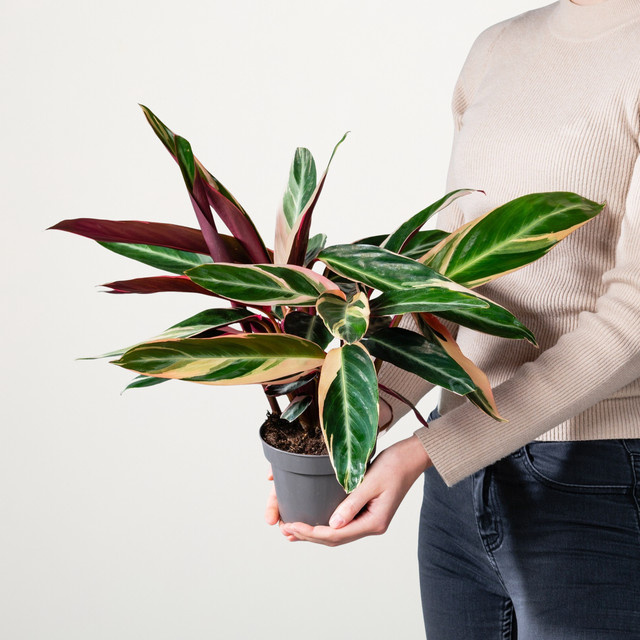 Maranthe Triostar Zimmerpflanze von BLUME2000 in Grün, Weiß und Rot, Höhe: 50 cm, Breite: 40 cm - Bild 1