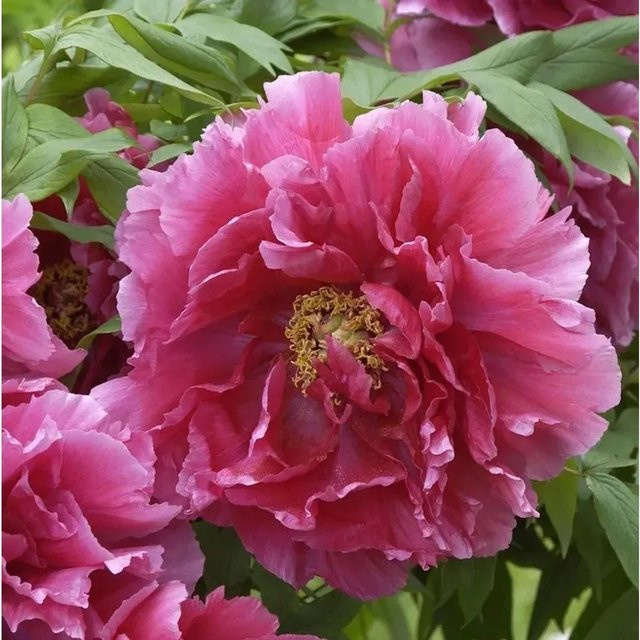 Rosa Strauchpfingstrose Paeonia suffruticosa von Nr-01.de - Bild 1