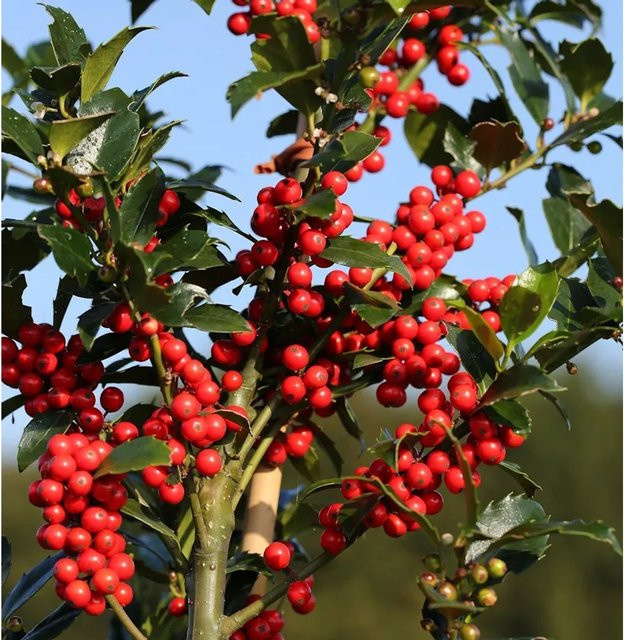 Stechpalme Ilex Blue Maid (Ilex meserveae) als Heckenpflanze für den Garten, Farbe: Blau - Bild 1