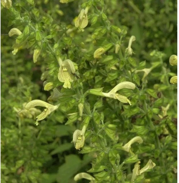 Klebriger Salbei Salvia glutinosa gelbe Blüte mehrjährige Gartenpflanze von Nr-01.de - Bild 1
