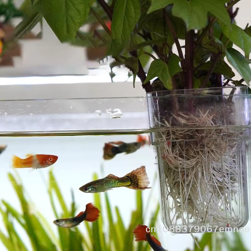 JETTING Wandmontierter Hydroponischer Pflanzenhalter aus transparentem Kunststoff für Aquarien-Dekoration - Bild 3
