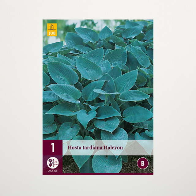 Hosta Halcyon Funkienpflanze von BLUME2000 für halbschattige Bereiche - Bild 1