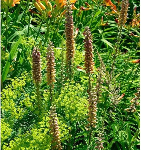 Digitalis ferruginea Fingerhut als mehrjährige Gartenpflanze von Nr-01.de - Bild 1