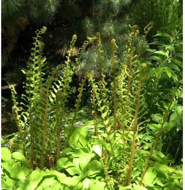 Krauser Wurmfarn Cristata Dryopteris filix mas grüne Gartenpflanze im Topf - Bild 1