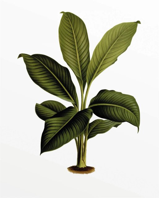 Komar Wandbild Elastica Leaf in Grün, B: 40 cm, H: 50 cm - Bild 1