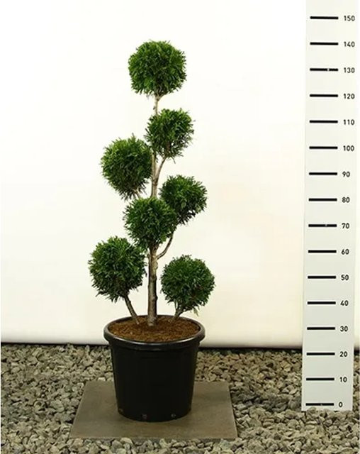 Pflanzen-Boering Thuja Martin Gartenbonsai, winterharte grüne Zypresse für Garten, Balkon oder Terrasse, Höhe: 135 cm - Bild 1