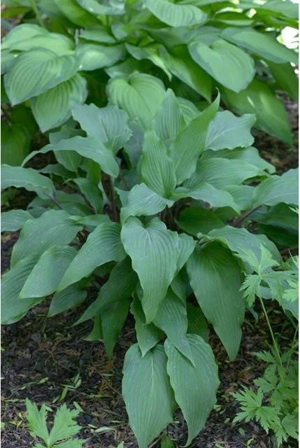 Hosta Lancifolia Red October Funkie Gartenpflanze im Topf, ca. 11 x 11 cm - Bild 1