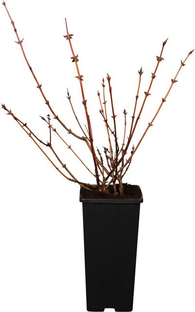 GROW by OBI Bio Sibirische Blaubeere Beerenstrauch im Topf, Dunkelblau - Bild 1