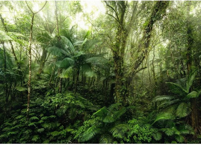 Komar Fototapete Mindfulness Grün Vlies B x H: 350 x 250 cm - Bild 1