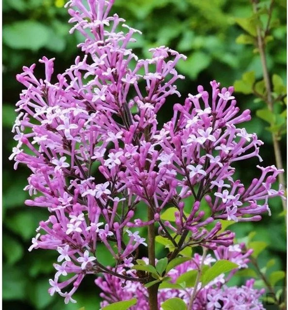 Edelflieder Red Pix Syringa meyeri in Rot/Lila, Höhe: 125-150 cm - Bild 1