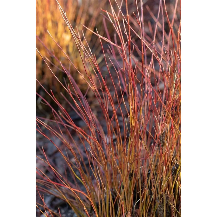 Cornus Sericea Firedance Roter Hartriegel von Pflanzen für dich, 60–80 cm, Leuchtend Rot - Bild 2