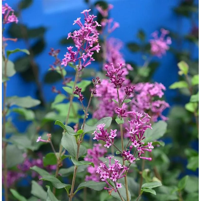 Syringa Edelflieder Bloomerang Dark Purple Hochstamm in Lila, Höhe: 80-100 cm - Bild 1