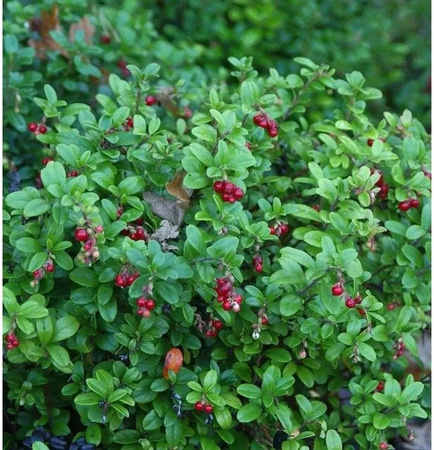 Preiselbeere Fire Balls Vaccinium vitis idaea Beerenstrauch in Rot und Weiß