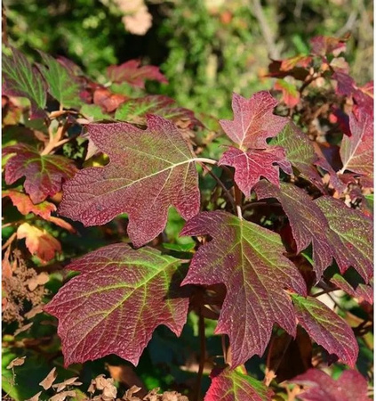 Eichenblättrige Hortensie Alice Hydrangea quercifolia in Weiß, Höhe: 40-60 cm