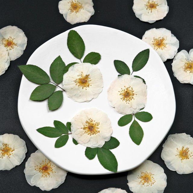Natürliche weiße Rosenblätter als gepresste getrocknete Blumen für DIY-Handwerk, Epoxidharz und Dekoration - Bild 1