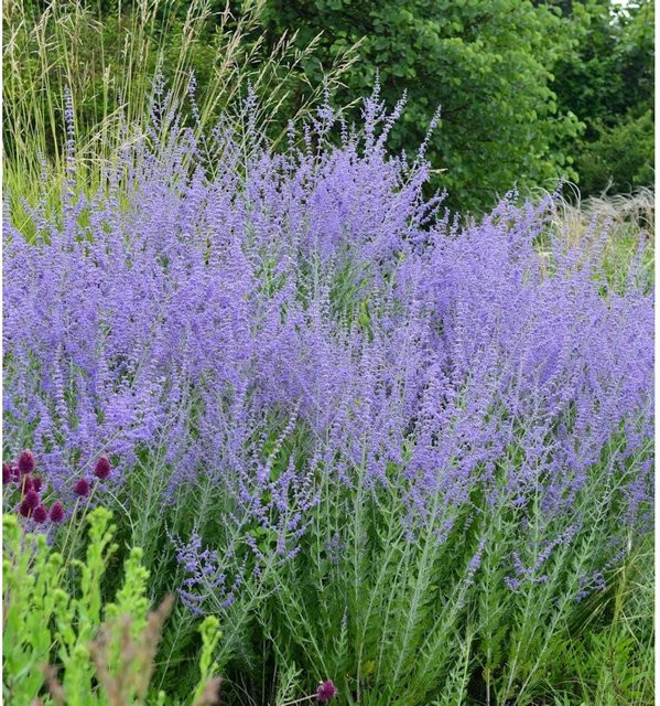 Perovskia abrotanoides Blauraute als mehrjährige Zierstaude in Blau und Violett für Garten, Balkon und Terrasse - Bild 1