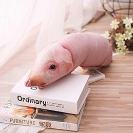 Binchi Fitness Schlafendes Schwein Plüschkissen, Stofftier, 50cm, ab 3 Jahre - Bild 1