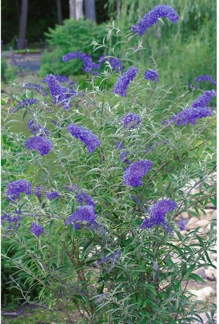 Buddleja Davidii Schmetterlingsstrauch von Pflanzen für dich, Höhe: 40-60 cm - Bild 1