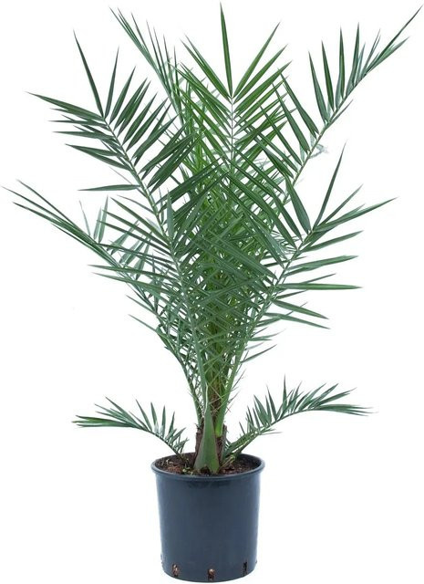 GROW by OBI Kanarische Dattelpalme Phoenix canariensis im Topf, Höhe: 80-100 cm - Bild 1