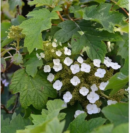 Eichenblättrige Hortensie Munchkin Hydrangea quercifolia in Weiß und Pink von Nr-01.de