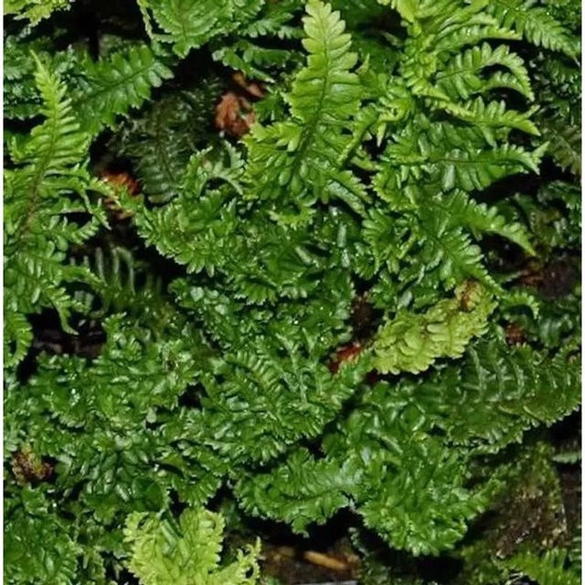 Krauser Goldschuppenfarn Dryopteris affinis als mehrjährige Gartenpflanze von Nr-01.de in Grün - Bild 1