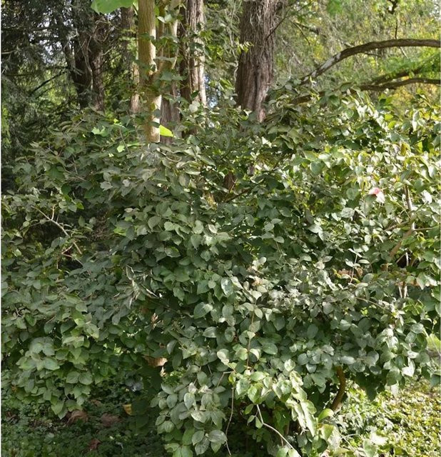 Viburnum harryanum Strauch in Grün von Nr-01.de, Höhe: 25-30 cm - Bild 1