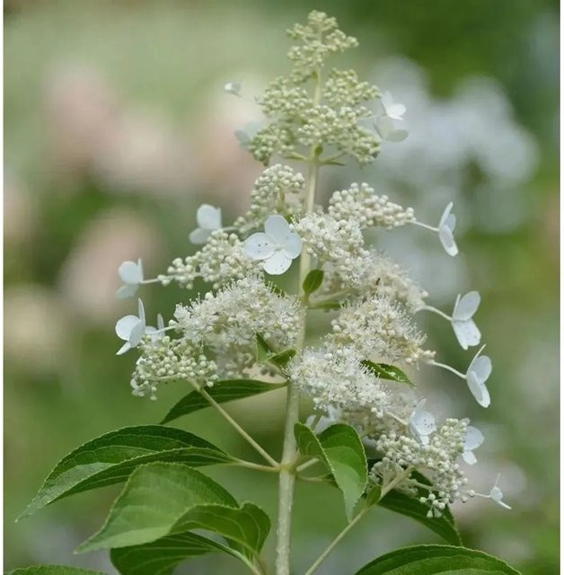 Rispenhortensie Kyushu Hydrangea paniculata weiß, Höhe: 60-80 cm - Bild 1