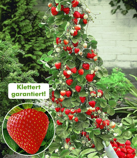 Kletter-Erdbeere Hummi - Bild 1