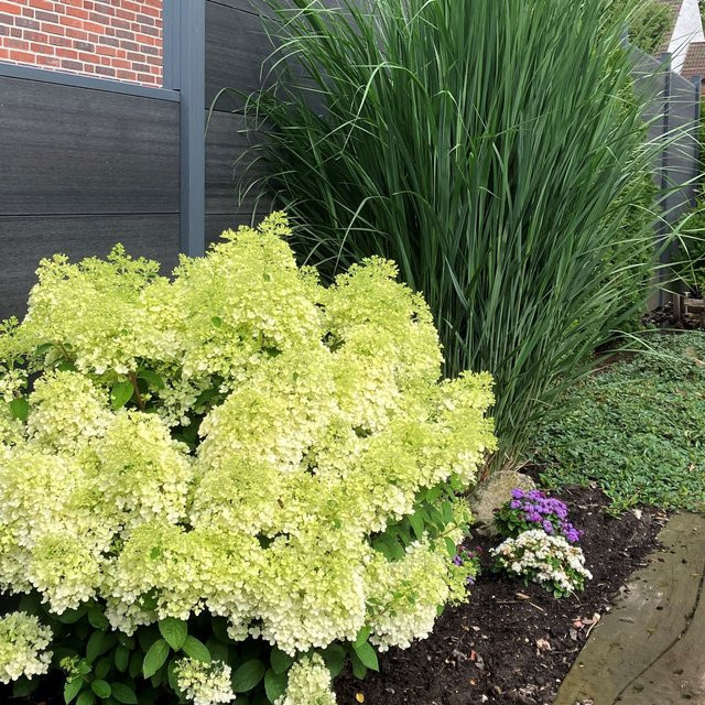 Pflanzenset aus Rispenhortensie und Rutenhirse in Weiß und Grün von Mein schöner Garten Shop, 2 Pflanzen im Topf für den Außenbereich - Bild 1
