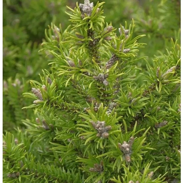 Banks Kiefer Pinus banksiana als Nadelbaum für deinen Garten, Höhe: 40-50 cm - Bild 1