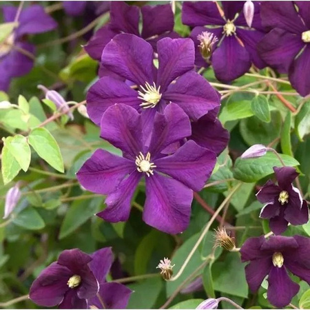 Clematis viticella Waldrebe Rubra Kletterpflanze in Rot und Lila, Höhe: 150 cm