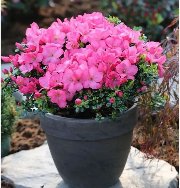 Japanische Azalee Anouk Rhododendron obtusum in Pink, Zwerg Alpenrose als Strauch für den Garten - Bild 1