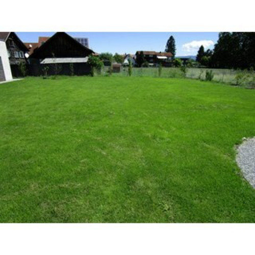 easygreen Trockenrasen 12 m2 - Bild 2