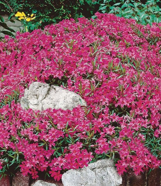 Roter Teppich-Phlox - Bild 1