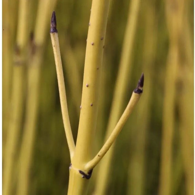 Gelber Hartriegel Cornus stolonifera von Nr-01.de, Höhe: 60-80 cm - Bild 1