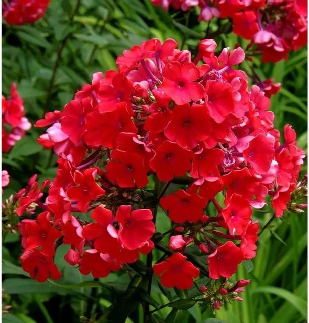 Hohe Flammenblume Starfire Phlox Paniculata Beetpflanze von Nr-01.de - Bild 1