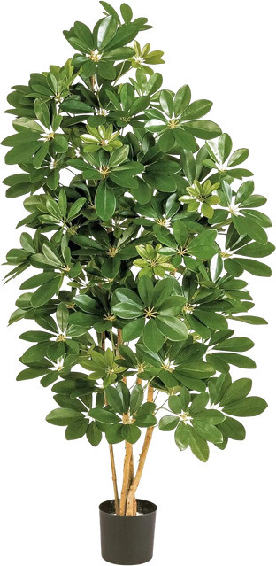 Künstliche Schefflera Omer von Aplanta in Grün, Höhe: 80 cm - Bild 1