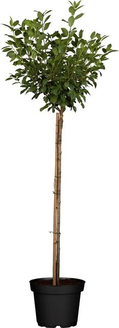 GROW by OBI Bio Zwergsauerkirsche Prunus im Topf, Höhe: 40 - 60 cm - Bild 1